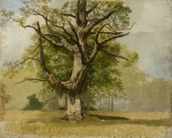 Die Große Buche vor Schloss Moyland