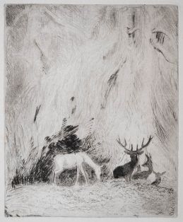 Hirsche in einem böhmischen Wald