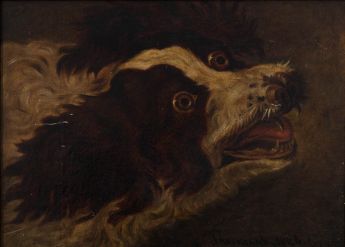 Kopf eines Jagdhundes