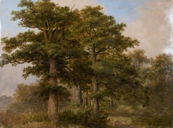 Studie eines Eichenwäldchens