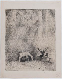 Hirsche im Böhmerwald