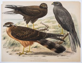 De Aschgrauwe Kuikendief