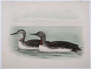 De Roodkeelzeeduiker