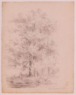 Eichen an einem Gewässer im Wald