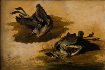 Zwei Studien eines erlegten Reihers