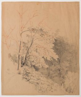 Bäume auf einem Hügel