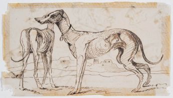 Studie zweier Windhunde