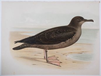 De grauwe pijlstormvogel