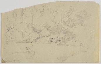 Bäume und Gebüsch am Wegrand 