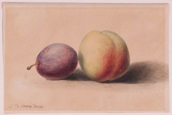 Stillleben mit Pfirsich und Pflaume