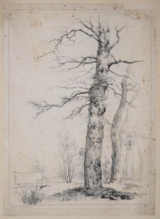 Studie eines Baumstammes