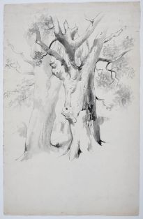 Studie von zwei Bäumen